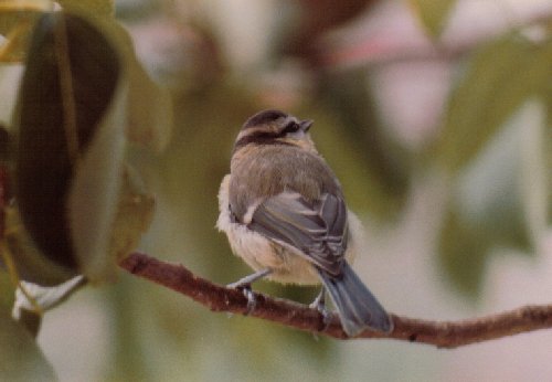 Juvenile blue tit